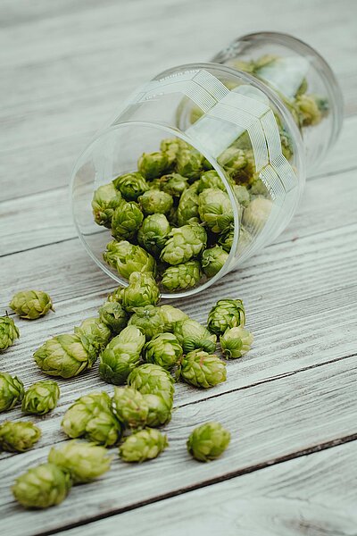 A representation of Hop extract