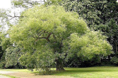 En repræsentation af Japansk snoretræ