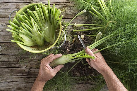 Reprezentacja Fennel bitters