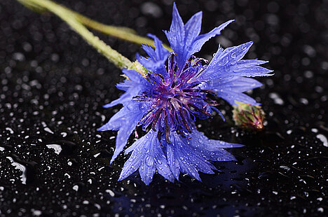 A representation of Cornflower