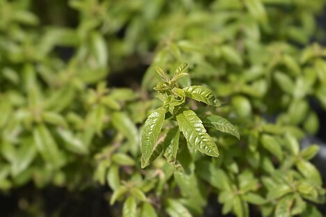 A representation of Lemon verbena extract