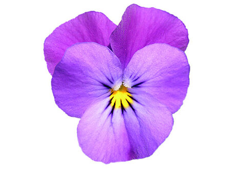 A representation of Pansies