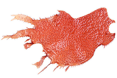 Een weergave van Rode algen