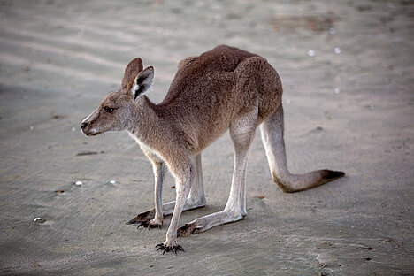 A representation of Kangaroo