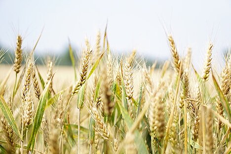 A representation of Grain