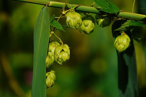 Een weergave van Hopbloesems