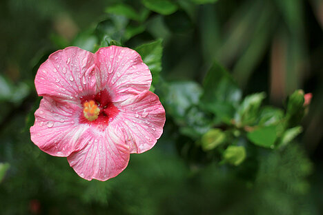 A representation of Hibiscus flower