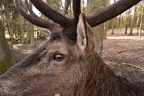 A representation of Deer ears with fur