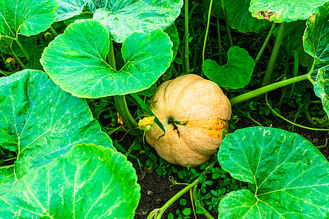 A representation of Garden pumpkin