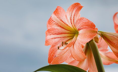 En repræsentation af Hippeastrum