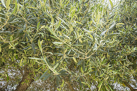 A representation of Olive leaf extract powder