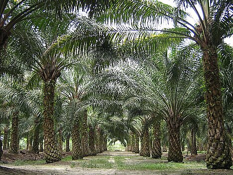 A representation of Oil palm