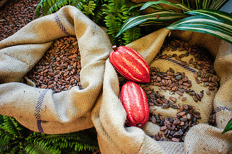 Een weergave van Cacao