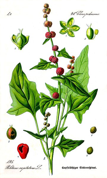 A representation of Spiky strawberry spinach