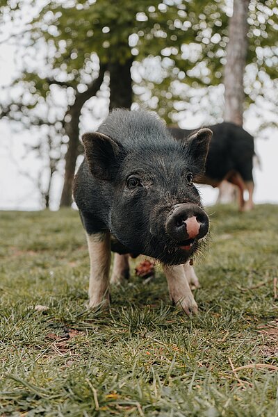 A representation of Wild boar lung