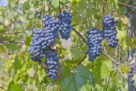 Een weergave van Rode wijn druivendraf