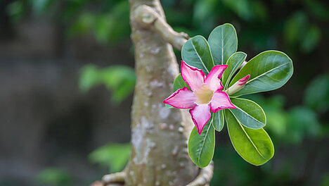 Una rappresentazione di Rosa del deserto