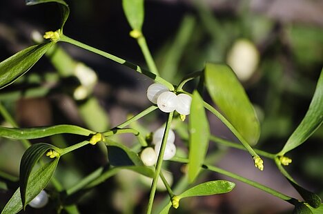 A representation of Mistletoe