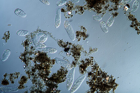 Reprezentacja naziemny zooplankton morski