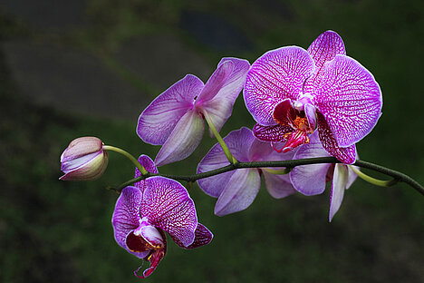 A representation of Orchids