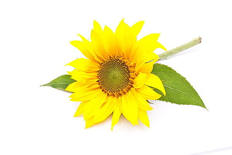 A representation of Sunflower protein