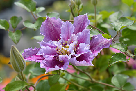 A representation of Clematis