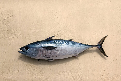 A representation of Tuna