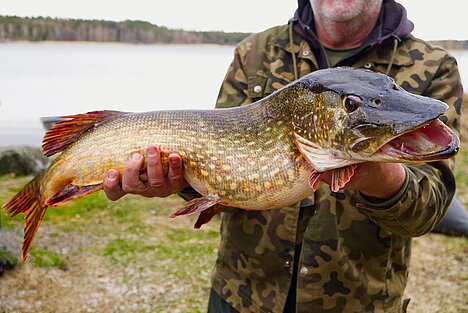 A representation of Northern pike