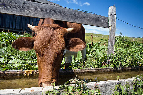 A representation of Cattle prodding