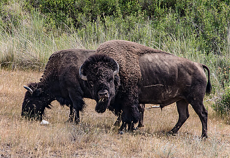A representation of Bison meat