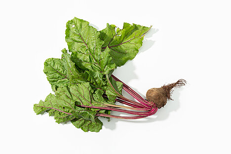 A representation of White beetroot