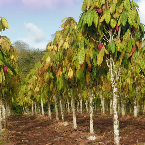 Een weergave van Cacaoboom
