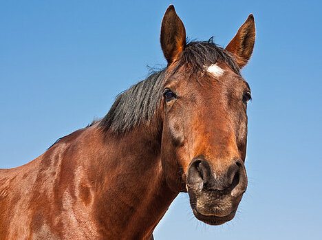 Een weergave van Paardenvet