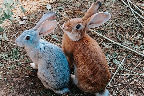 A representation of Rabbit ears