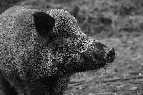 Una rappresentazione di Cuori di cinghiale