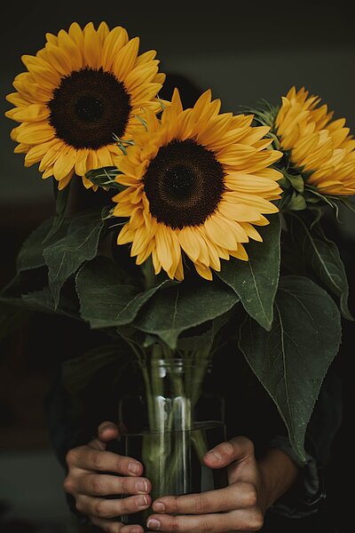 A representation of Sunflowers