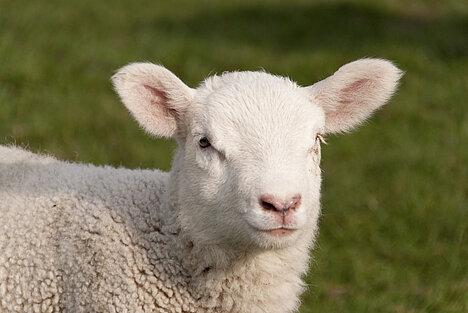 A representation of Lamb paste