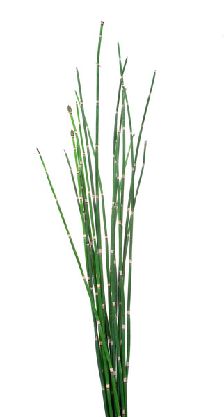 A representation of Horsetail herb