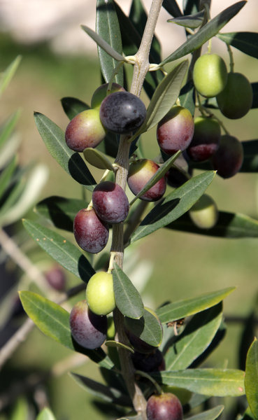 A representation of Olive tree