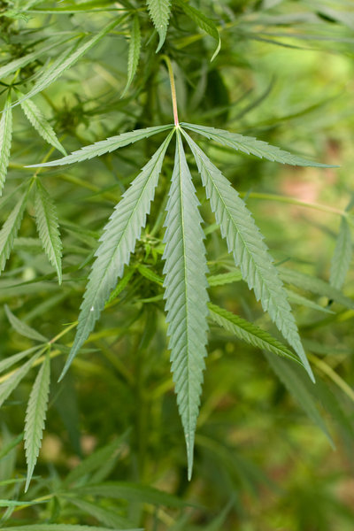 A representation of Hemp leaves