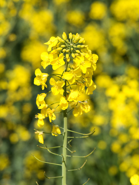 A representation of Rapeseed cake